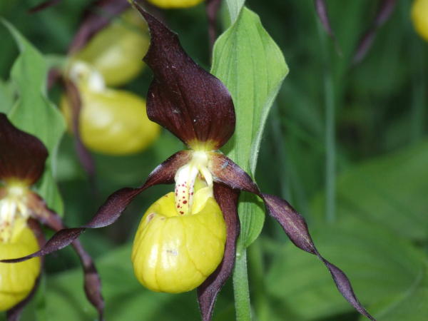 Skaliertes Bild Orchidaceae, Frauenschuh_2009_06_13--15-37-58.jpg 