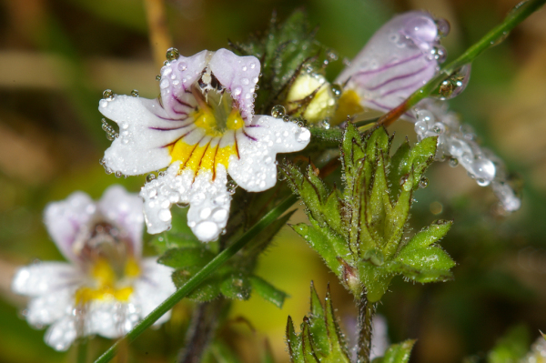 Skaliertes Bild Orobanchaceae, Euphrasia rostkoviana, Augentrost_2005_09_03--11-17-23.jpg 