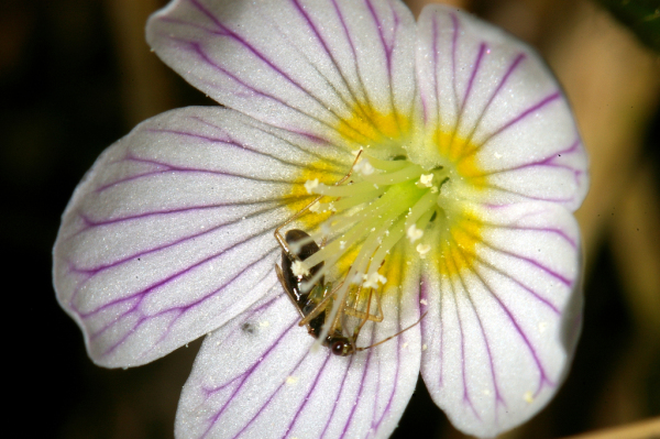Skaliertes Bild Oxalidaceae, Oxalis acetosella, Sauerklee, Bluete_2008_04_19--14-11-44.jpg 