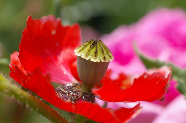 Skaliertes Bild Papaveraceae, Papaver rhoeas, Klatschmohn_2005_06_12--13-48-22.jpg 