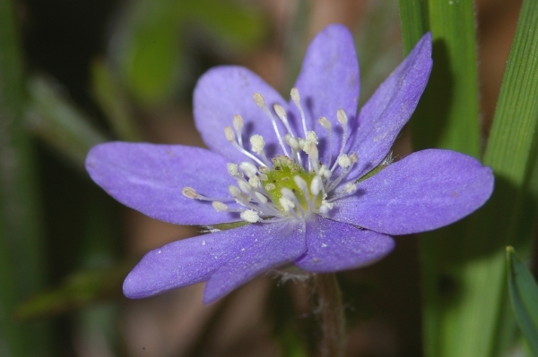 Skaliertes Bild Ranunculaceae, Hepatica nobilis, Leberbluemchen, Bluete_2006_04_19--16-21-07.jpg 
