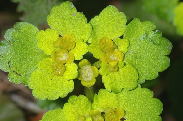 Skaliertes Bild Saxifragaceae, Chrysosplenium alternifolium, Milzkraut_2006_04_22--09-45-50.jpg 
