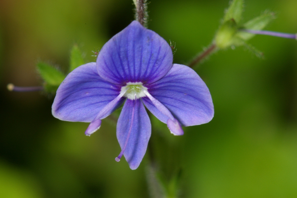 Skaliertes Bild Scrophulariaceae, Veronica, Ehrenpreis_2005_06_18--09-55-38.jpg 