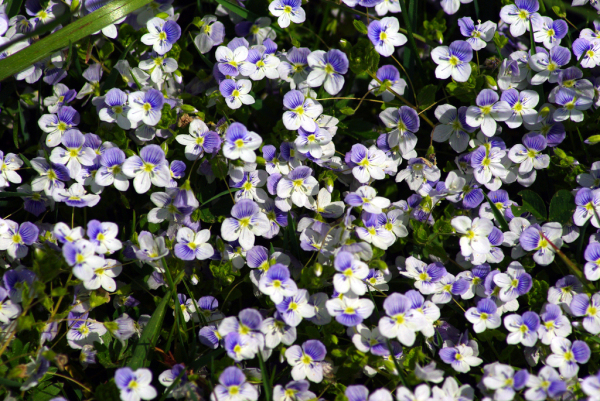 Skaliertes Bild Scrophulariaceae, Veronica, Ehrenpreis_2009_04_25--13-07-50.jpg 