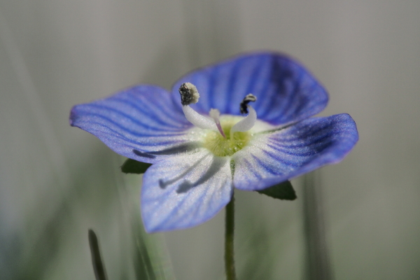Skaliertes Bild Scrophulariaceae, Veronica, Ehrenpreis_2015_04_12--13-18-17.jpg 