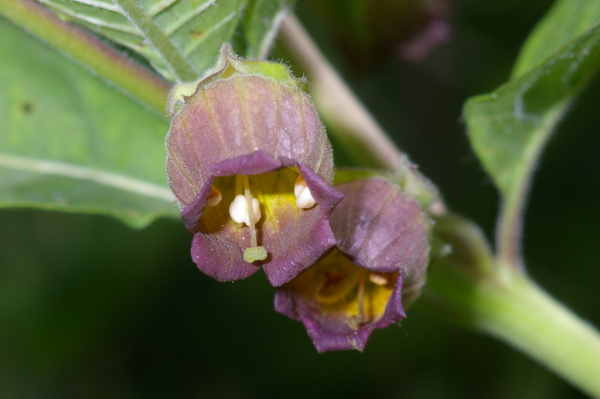 Skaliertes Bild Solanaceae, Atropa belladonna, Tollkirsche_2005_06_18--10-12-30.jpg 
