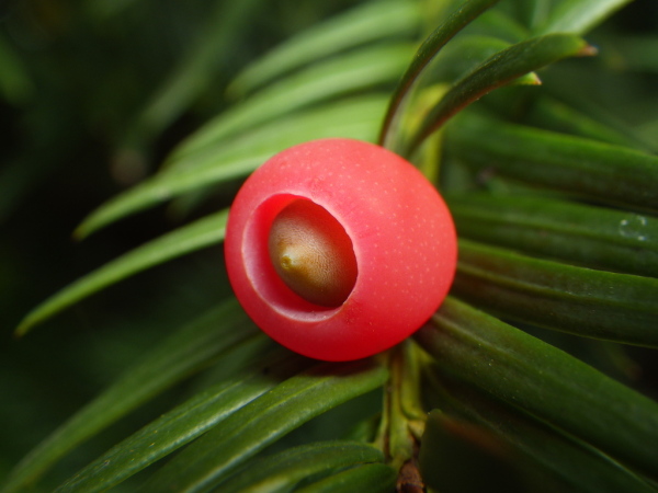 Skaliertes Bild Taxaceae, Taxus, Eibe, Beere_2014_08_29--13-52-18.jpg 