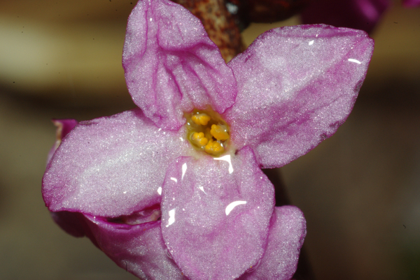 Skaliertes Bild Thymelaceae, Daphne mezereum, Seidelbast_2010_03_28--10-28-23.jpg 