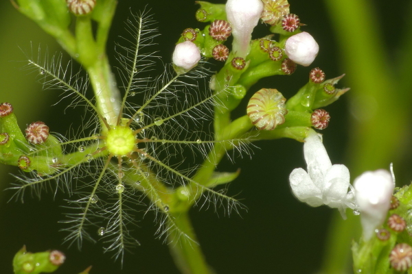 Skaliertes Bild Valerianaceae, Valeriana officinalis, Baldrian, Samen_2021_07_14--10-15-15.jpg 