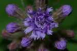Vorschaubild Asteraceae, Cichorium intybus, Wegwarte, Bluete_2006_07_10--07-42-31.jpg 