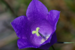 Vorschaubild Campanulaceae,_2005_09_03--10-42-51.jpg 