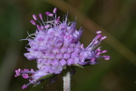 Vorschaubild Dipsacaceae, Knautia, Skabiose, Bluete_2006_09_24--11-48-26.jpg 