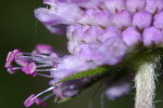 Vorschaubild Dipsacaceae, Knautia, Skabiose, Bluete_2006_09_24--11-50-54.jpg 