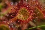 Vorschaubild Droseraceae, Drosera rotundifolia, Rundblaettriger Sonnentau_2015_06_05--10-11-58.jpg 