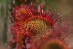 Vorschaubild Droseraceae, Drosera rotundifolia, Rundblaettriger Sonnentau_2015_06_05--11-06-33.jpg 