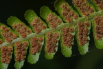 Vorschaubild Farn, Sporen_2006_08_26--16-50-56.jpg 