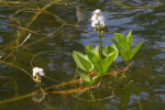 Vorschaubild Gentianaceae, Menyanthes trifoliata, Fieberklee_2006_05_12--15-06-50.jpg 