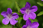 Vorschaubild Geraniaceae, Geranium pratense, Wiesen-Storchschnabel, Bluete_2005_05_20--13-44-54.jpg 