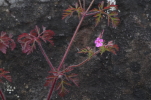 Vorschaubild Geraniaceae, Geranium robertianum, Storchenschnabel,_2014_04_27--15-23-13.jpg 