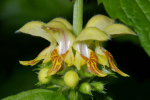 Vorschaubild Lamiaceae, Lamiastrum galeobdolon, Goldnessel_2005_05_17--19-23-06.jpg 