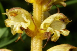 Vorschaubild Orobanchaceae, Orobanche_2007_06_29--14-53-10.jpg 