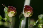 Vorschaubild Pflanzen, Scrophulariaceae, Scrophularia nodosa, knotige Braunwurz_2006_06_23--10-18-14.jpg 