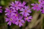 Vorschaubild Primulaceae, Primula farinosa, Mehl-Primel_2005_06_11--13-08-41.jpg 