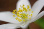 Vorschaubild Ranunculaceae, Anemone nemorosa, Buschwindroeschen_2009_04_08--10-17-17.jpg 