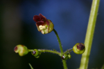 Vorschaubild Scrophulariaceae, Scrophularia nodosa, knotige Braunwurz_2005_05_26--17-16-13.jpg 