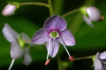 Vorschaubild Scrophulariaceae, Veronica, Ehrenpreis_2006_07_10--08-17-03.jpg 