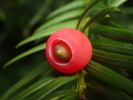 Vorschaubild Taxaceae, Taxus, Eibe, Beere_2014_08_29--13-52-18.jpg 