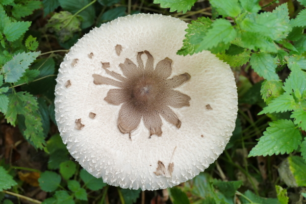 Skaliertes Bild 2019_09_01--17-54-47.jpg 