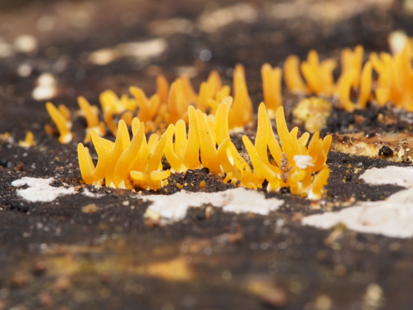 Skaliertes Bild Pilze_2018_11_10--12-52-27.jpg 