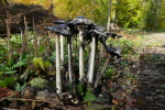 Vorschaubild Agaricomycetidae, Coprinus, Tintlinge_2020_10_22--11-26-20.jpg 