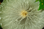 Vorschaubild Coprinaceae, Coprinus_2009_09_07--08-37-36.jpg 