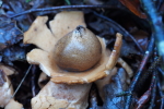 Vorschaubild Geastrum, Erdstern_2019_10_05--14-24-18.jpg 