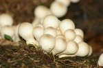 Vorschaubild Lycoperdaceae,_2007_09_10--12-58-33.jpg 