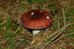 Vorschaubild Russulaceae, Russula_2007_09_10--13-38-15.jpg 