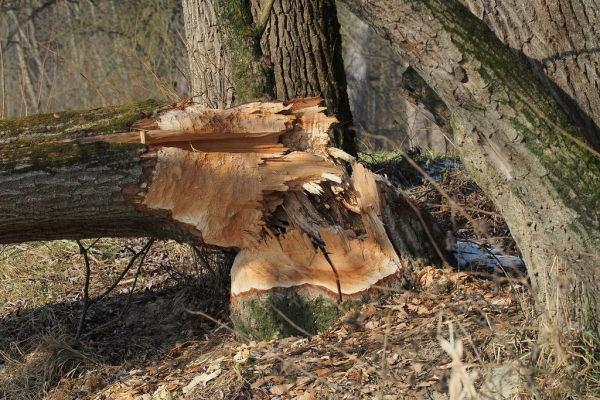 Skaliertes Bild Biberfrass_2017_01_28--12-00-59.jpg 