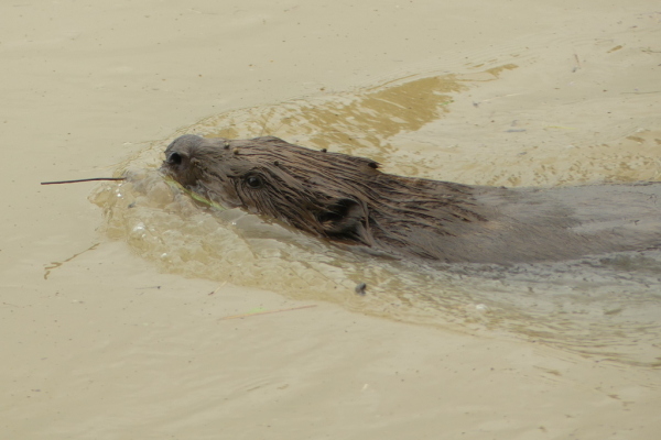 Skaliertes Bild Castoridae, Castor fiber, Biber bei Thur-Hochwasser_2020_08_04--11-03-14.jpg 