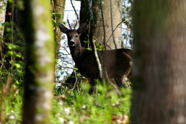 Skaliertes Bild Cervidae, Capreolus capreolus, Rehbock_2020_04_08--10-32-27.jpg 
