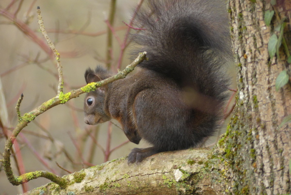 Skaliertes Bild Sciuridae, Sciurus vulgaris, Eichhoernchen_2020_12_31--10-02-13.jpg 