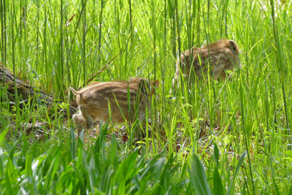 Skaliertes Bild Suidae, Sus scrofa, Wildschweinferkel im Gras_2019_04_25--11-59-04.jpg 