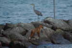 Vorschaubild Canidae, Vulpes vulpes, Graureiher und Fuchs.Pentax 55-300 ED_2013_11_13--15-25-16.jpg 