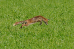 Vorschaubild Canidae, Vulpes vulpes, Rotfuchs bei der Maeusejagd_2020_05_27--10-35-05.jpg 
