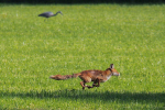 Vorschaubild Canidae, Vulpes vulpes, Rotfuchs bei der Maeusejagd_2020_06_01--09-07-28.jpg 