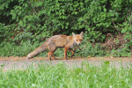 Vorschaubild Canidae, Vulpes vulpes, Rotfuchs_2018_05_13--13-10-41.jpg 