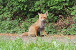 Vorschaubild Canidae, Vulpes vulpes, Rotfuchs_2018_05_13--13-11-05.jpg 