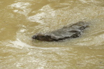 Vorschaubild Castoridae, Castor fiber, Biber bei Thur-Hochwasser_2020_08_04--11-13-46.jpg 