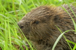 Vorschaubild Castoridae, Castor fiber, Biber bei Thur-Hochwasser_2020_08_04--11-24-59.jpg 